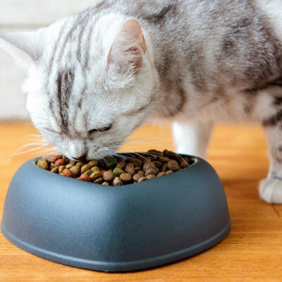 3 Irresistible DIY Cat Treats