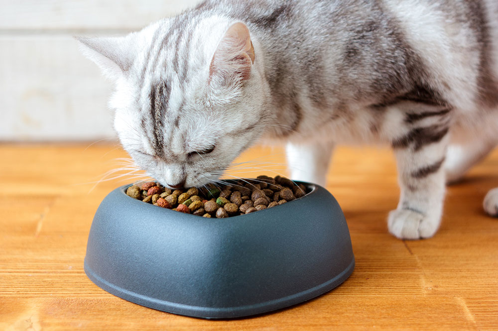 3 Irresistible DIY Cat Treats