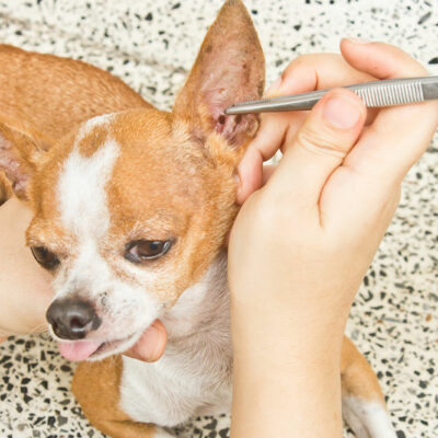 5 Natural Remedies for Fleas and Ticks