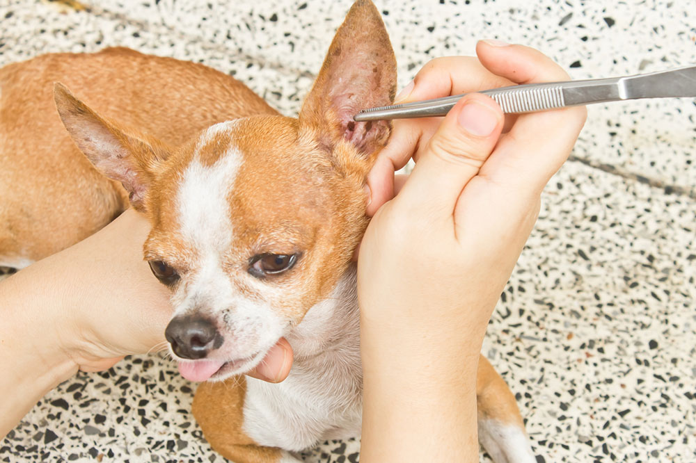 5 Natural Remedies for Fleas and Ticks