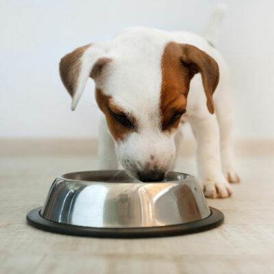 5 Foods That Trigger Allergies in Dogs