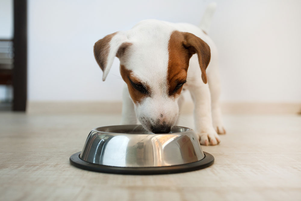 5 Foods That Trigger Allergies in Dogs