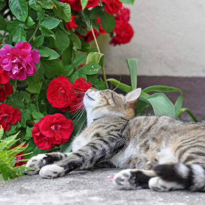 5 Toxic Plants to Keep Away from Cats