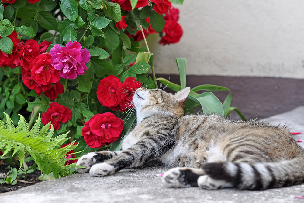5 Toxic Plants to Keep Away from Cats